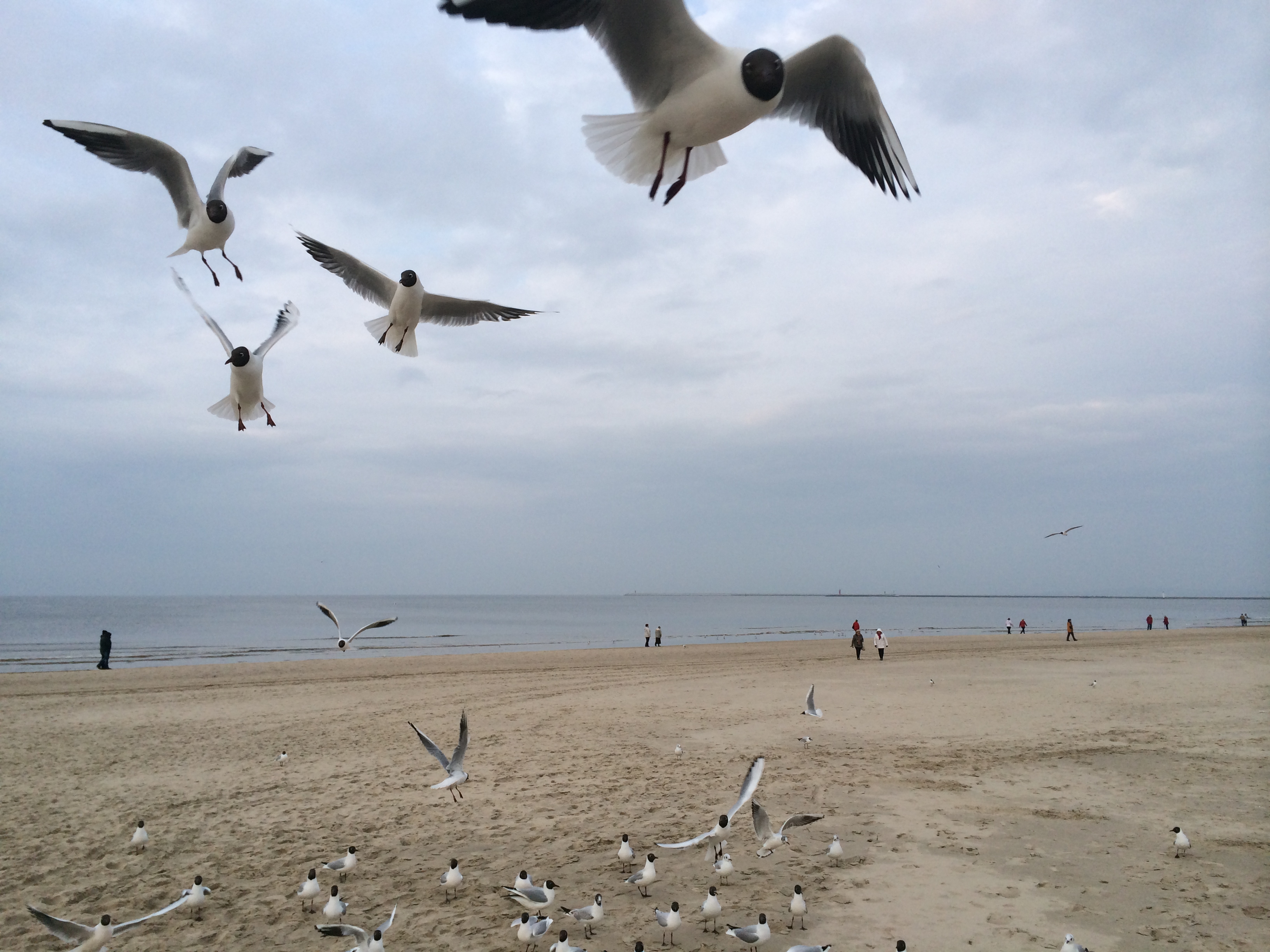 Beach and the seaguls