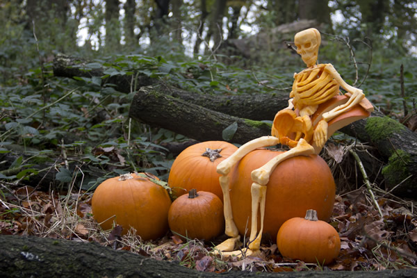 fred the pumpkin skeleton