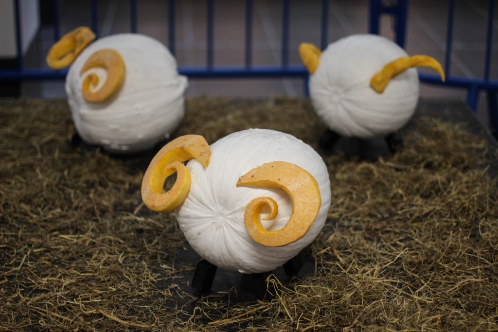 animal themed pumpkins